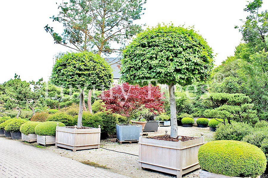 Gartenbäume LuxuryTrees®