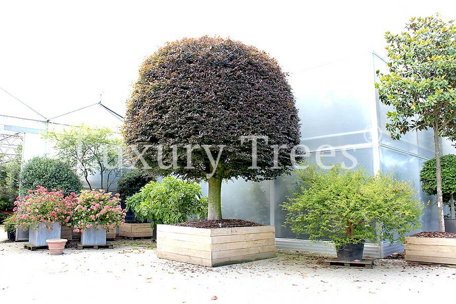 Fagus Sylvatica - LuxuryTrees
