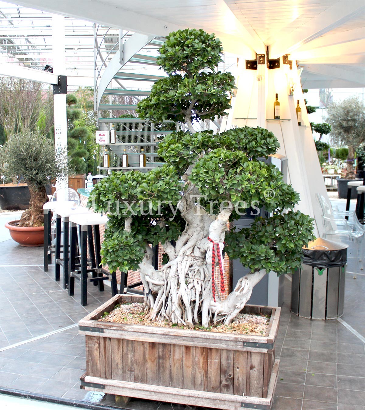bonsai studio Chinese Elm Bonsai – Rojin Bonsai Studio main image 0