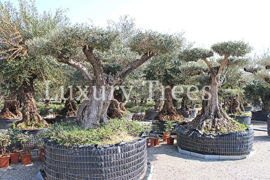 Olea Europaea - LuxuryTrees