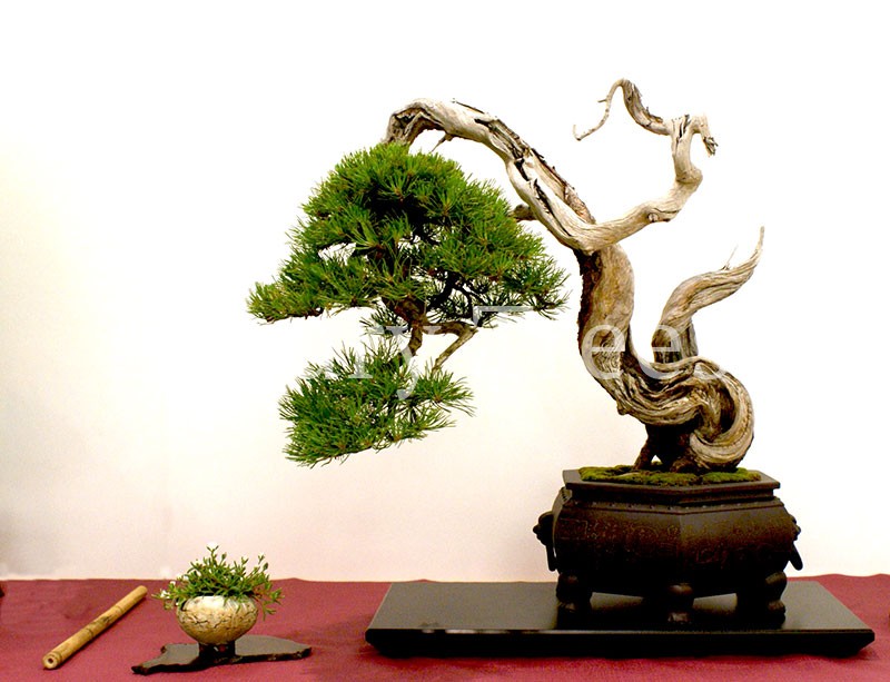 Pinus Mugo Bonsai - LuxuryTrees
