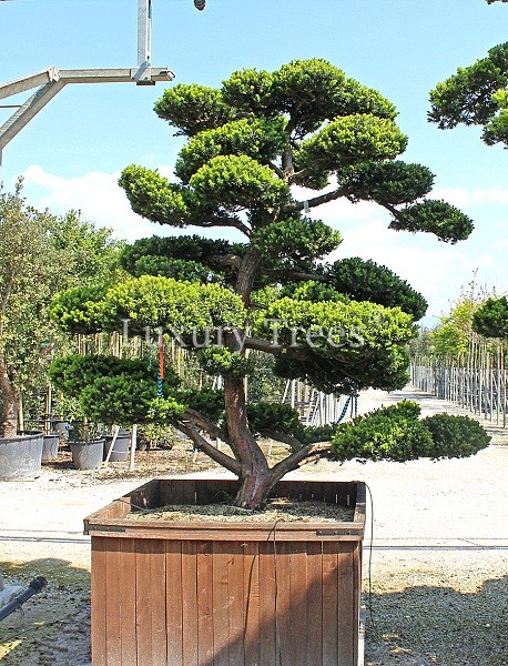Taxus Cuspidata - LuxuryTrees