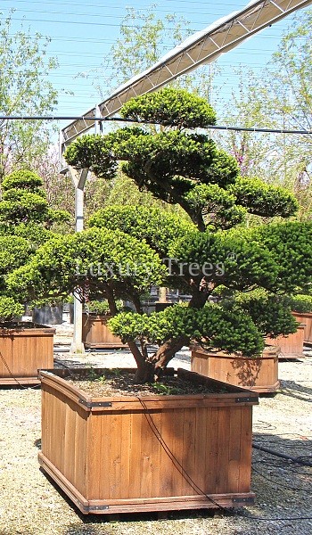 Taxus Cuspidata - LuxuryTrees