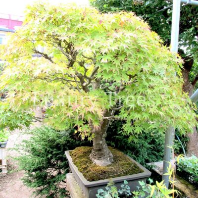 Acer-Ahorn-Palmatum-1.jpg