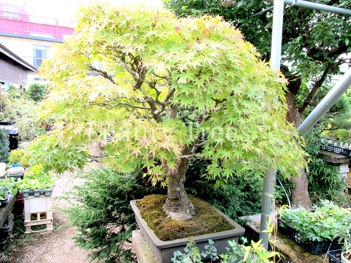 Acer-Ahorn-Palmatum-1.jpg