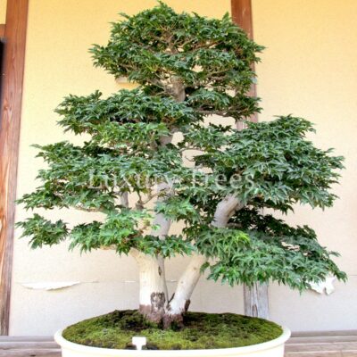 Acer-Ahorn-Palmatum-Bonsai.jpg