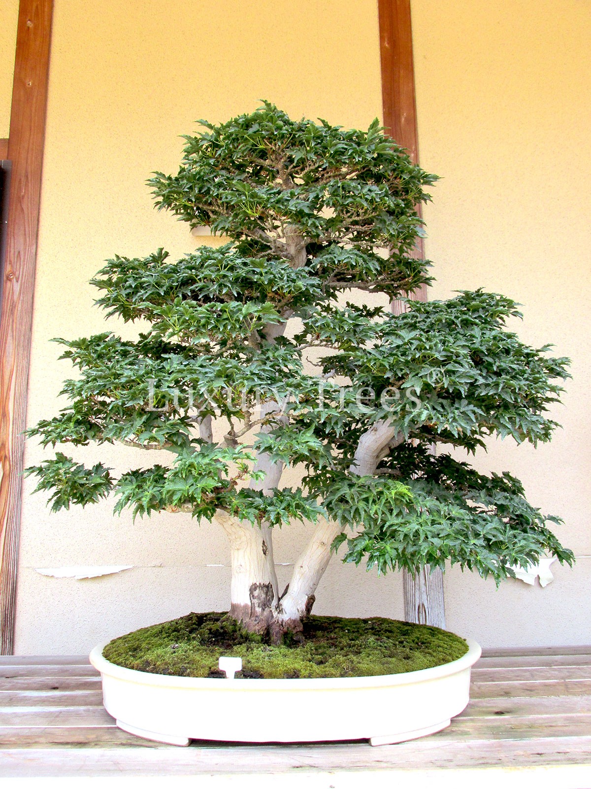 Acer palmatum Ariadne Vase 15 cm Pflanze engagiert greff passend für bonsai 