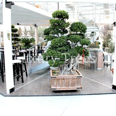 Ficus-Bonsai-3.jpg