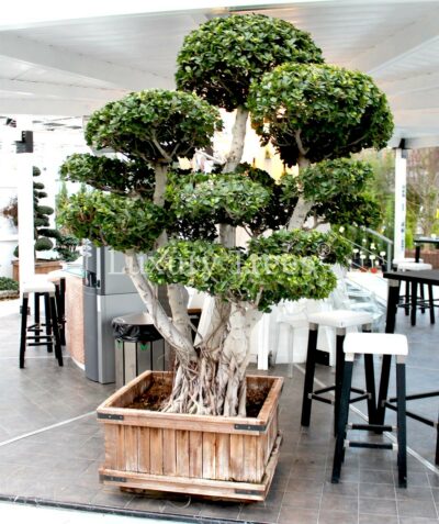 Ficus-Bonsai-8.jpg