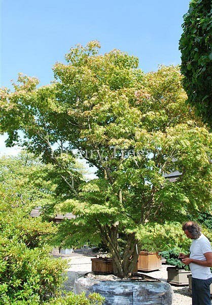 acer-palmatum-aka-shigitatsu-hoehe-8-meter.jpg