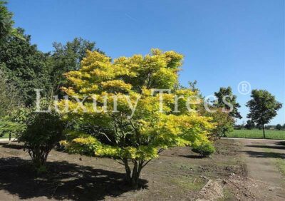 acer-shirasawarum-aureum-3-meter-breite.jpg