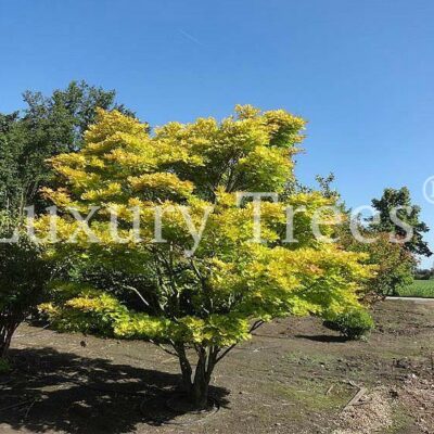 acer-shirasawarum-aureum-3-meter-breite.jpg