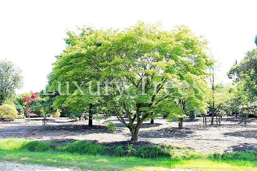 acer-shirasawarum-aureum-6-bis-8-meter.jpg