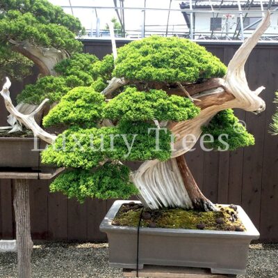 bonsai-juniperus-chinensis-1-1.jpg