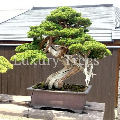 bonsai-juniperus-chinensis-2.jpg