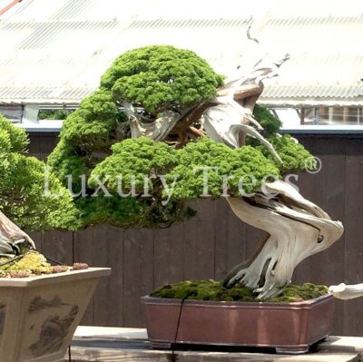 bonsai-juniperus-chinensis-3.jpg