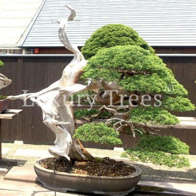 bonsai-juniperus-chinensis-4-1.jpg