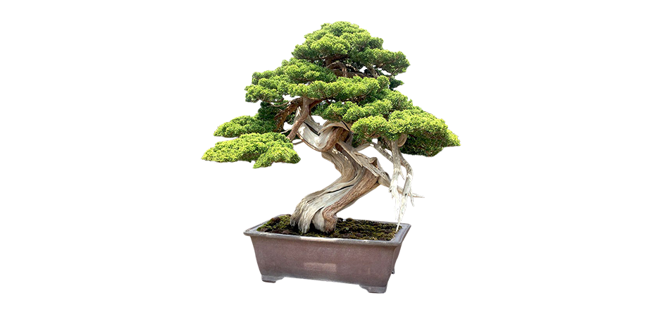 bonsai-und-gartenbonsai-bild