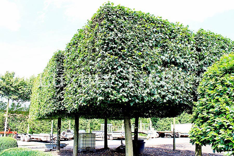 fagus-sylvatica-breite-6-meter.jpg