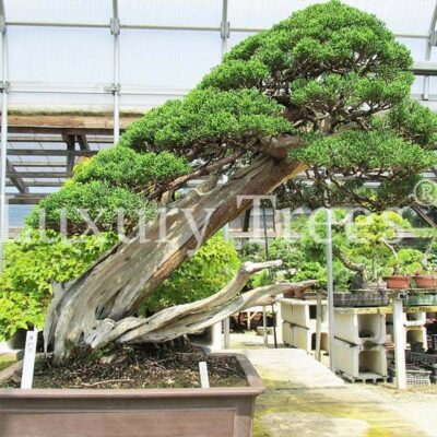 juniperus-chinensis-1.jpg