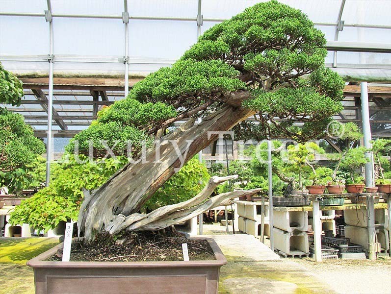 juniperus-chinensis-1.jpg