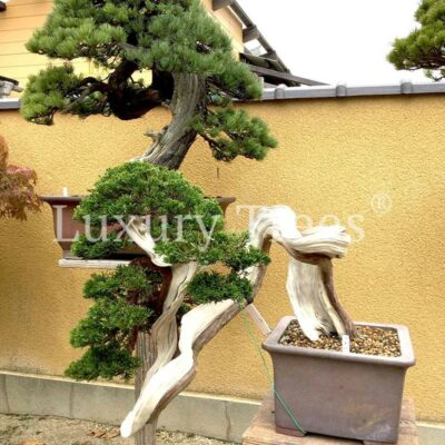 juniperus-chinensis-2021.jpg