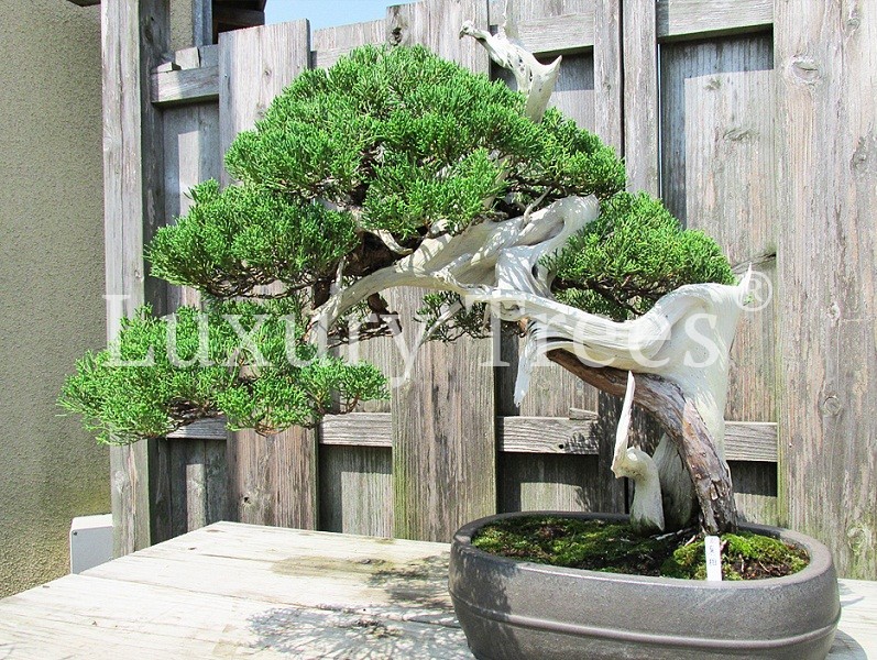 juniperus-chinensis-3.jpg