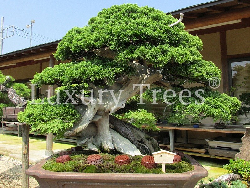 juniperus-chinensis-6.jpg