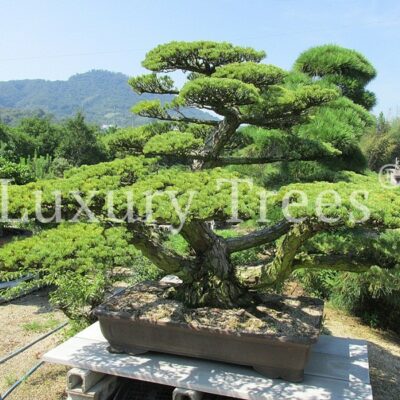 juniperus-chinensis-7.jpg