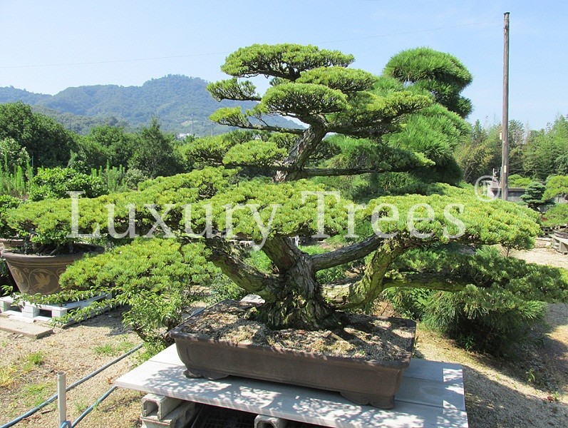 juniperus-chinensis-7.jpg