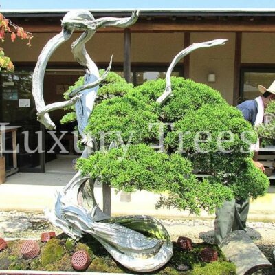 juniperus-chinensis-meister-bonsai-1.jpg