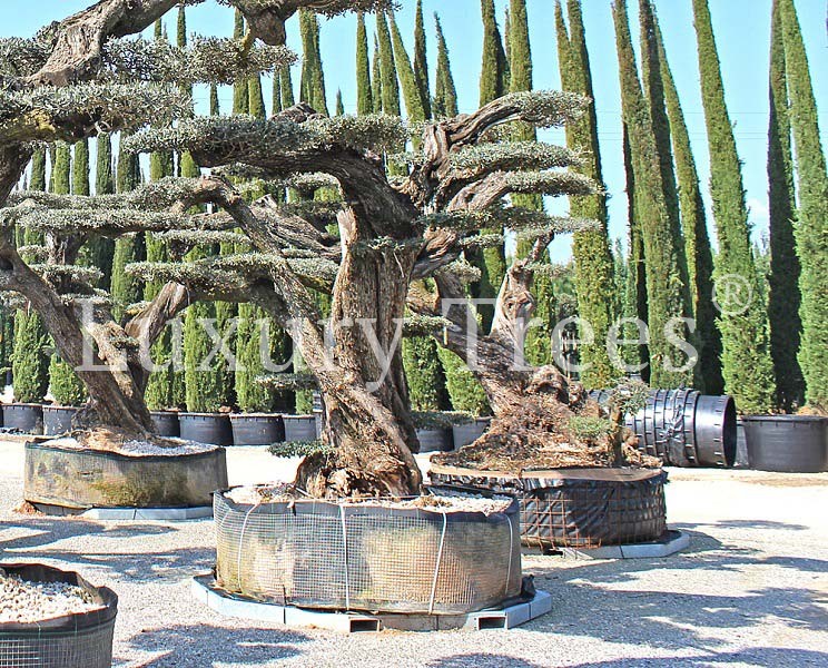 olea-europaea-olivenbaum-3.jpg