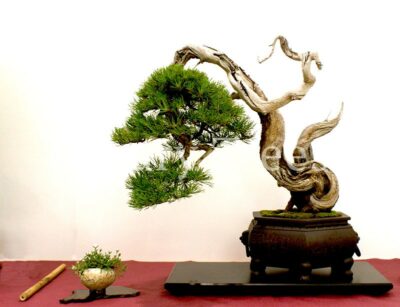 pinus-mugo-bonsai-1.jpg