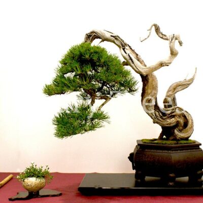 pinus-mugo-bonsai-1.jpg