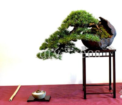 pinus-mugo-bonsai-2.jpg