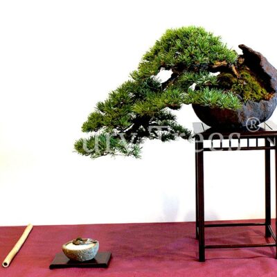 pinus-mugo-bonsai-2.jpg