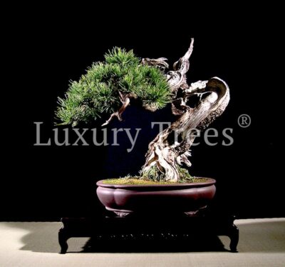 pinus-mugo-bonsai-6.jpg