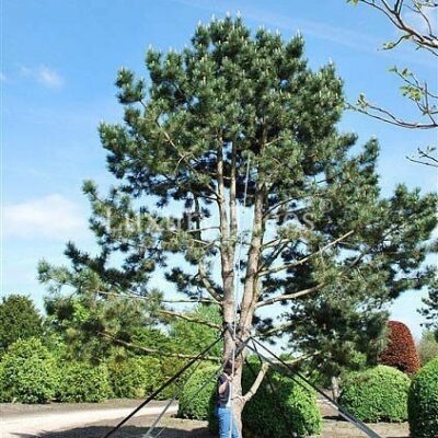 pinus-nigra-austriaca-hochstamm-hoehe-8-bis-12-meter.jpg