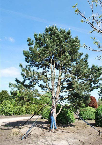 pinus-nigra-austriaca-hochstamm-hoehe-8-bis-12-meter.jpg