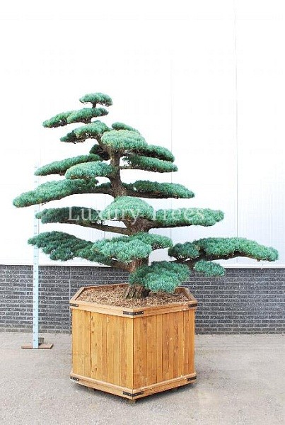 pinus-parviflora-1.jpg