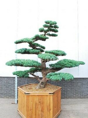 pinus-parviflora-2.jpg