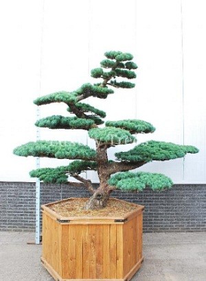 pinus-parviflora-2.jpg