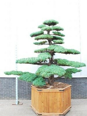 pinus-parviflora-3.jpg