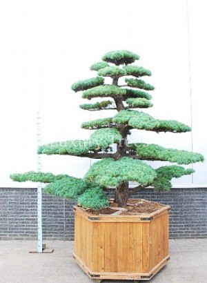 pinus-parviflora-3.jpg