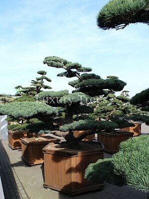 pinus-parviflora-glauca-10.jpg