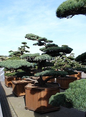 pinus-parviflora-glauca-10.jpg