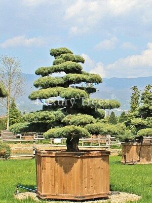 pinus-parviflora-glauca-15.jpg