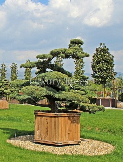 pinus-parviflora-glauca-16.jpg