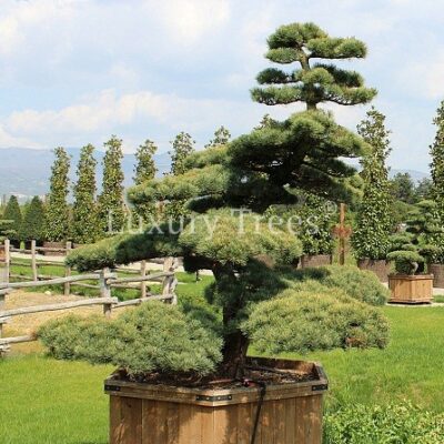 pinus-parviflora-glauca-29.jpg