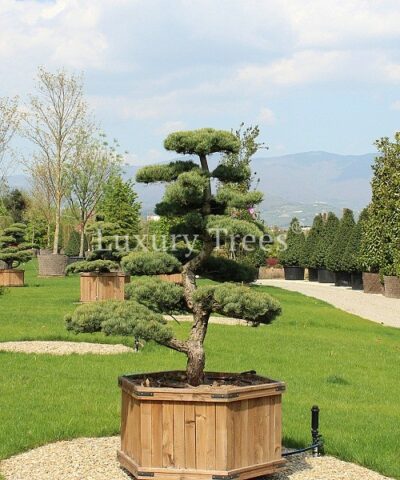 pinus-parviflora-glauca-31.jpg